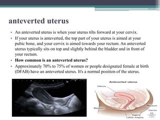 anteverted uterus with thin endometrium means|Anteverted Uterus: Position, Fertility, & Is It Normal .